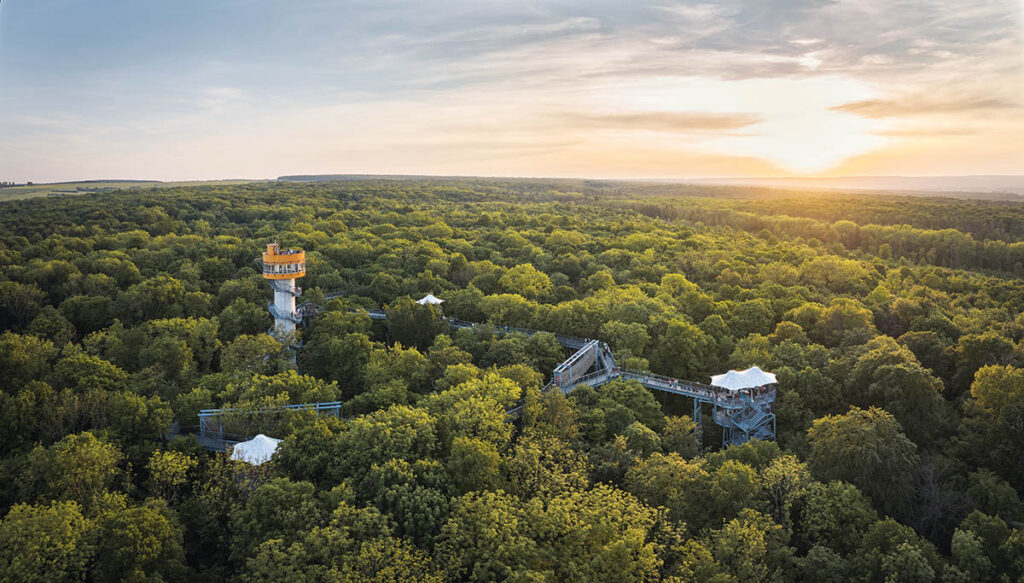 Hainich Nationalpark – Baumkronenpfad UNESCO Weltnaturerbe
